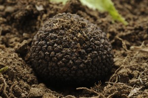 truffle business
